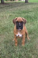 Ava, a female Boxer for sale in Whitelaw, WI – 5 of 5