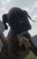 Apollo, a male Boxer for sale in Whitelaw, WI – 3 of 10