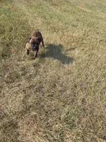 Atkin, a male Boxer for sale in Whitelaw, WI – 4 of 9