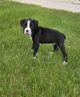 Oscar, a male Boxer for sale in Whitelaw, WI – 6 of 8