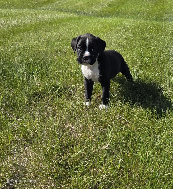 Rover – Boxer puppy for sale in Whitelaw, WI