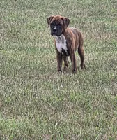 Mia, a female Boxer for sale in Whitelaw, WI – 4 of 7