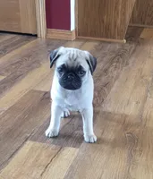 Toby, a male Pug for sale in Whitelaw, WI – Photo 2 of 4