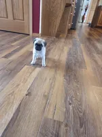 Toby, a male Pug for sale in Whitelaw, WI – Photo 4 of 4