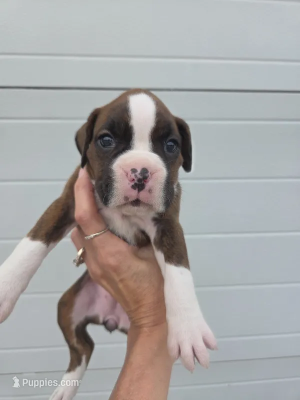 Sasha – Boxer puppy for sale in Whitelaw, WI