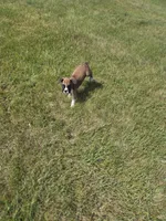Archur, a male Boxer for sale in Whitelaw, WI – 5 of 5