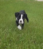 Oscar, a male Boxer for sale in Whitelaw, WI – 2 of 8