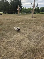 Runt, a female Pug for sale in Whitelaw, WI – 4 of 5