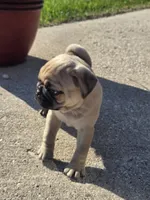 Ace, a male Pug for sale in Whitelaw, WI – 4 of 4