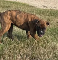 Mia, a female Boxer for sale in Whitelaw, WI – 6 of 9