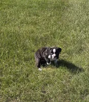 Hailee, a female Boxer for sale in Whitelaw, WI – 8 of 10