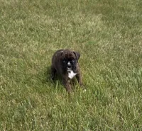 Drakco, a male Boxer for sale in Whitelaw, WI – 4 of 4