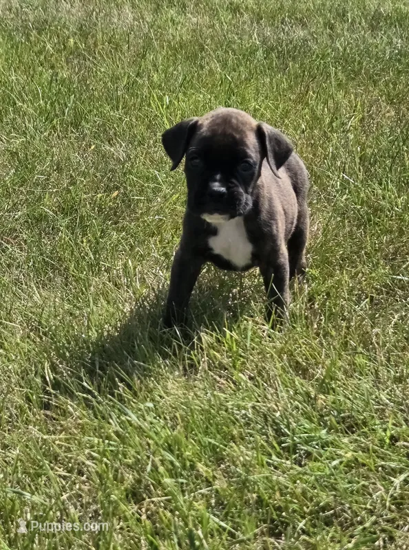 Axel, a male Boxer for sale in Whitelaw, WI – 1 of 7