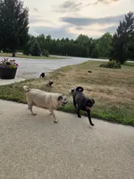 Mr. Mubsy, a male Pug for sale in Whitelaw, WI – 3 of 3