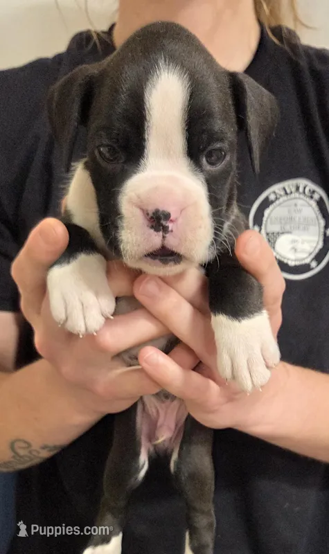 Max, a male Boxer for sale in Whitelaw, WI – Photo 1 of 1