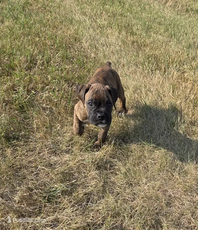 Atkin – Boxer puppy for sale in Whitelaw, WI