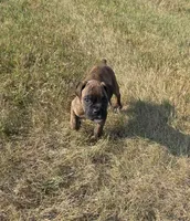 Atkin, a male Boxer for sale in Whitelaw, WI – 3 of 9