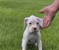 Frosti, a female Boxer for sale in Whitelaw, WI – 3 of 9