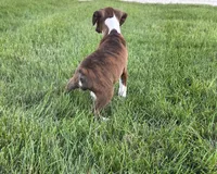 Maliah, a female Boxer for sale in Whitelaw, WI – 6 of 10