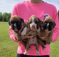 Maggie, a female Boxer for sale in Whitelaw, WI – 2 of 2