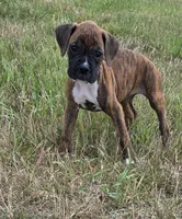 Attie, a female Boxer for sale in Whitelaw, WI – 1 of 7