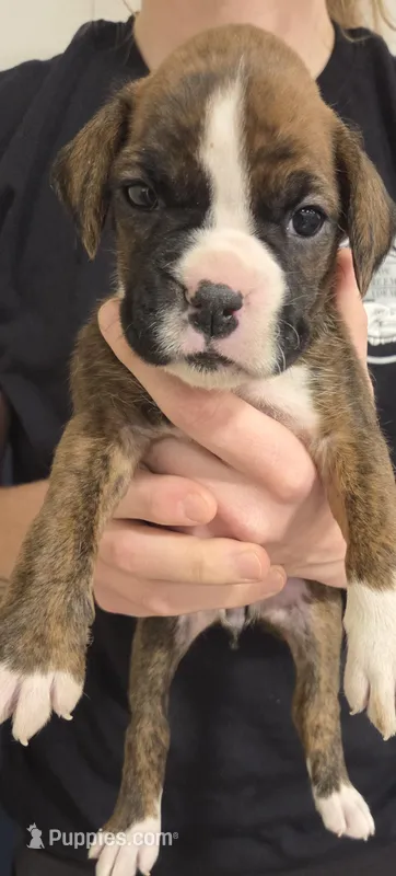 Tara, a female Boxer for sale in Whitelaw, WI – Photo 1 of 1