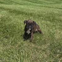 Runt  , a male Boxer for sale in Whitelaw, WI – 2 of 6