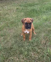 Ava, a female Boxer for sale in Whitelaw, WI – 3 of 5