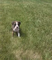 Arlo, a male Boxer for sale in Whitelaw, WI – 6 of 10