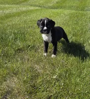 Max, a male Boxer for sale in Whitelaw, WI – 2 of 3