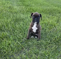 Pebbles, a female Boxer for sale in Whitelaw, WI – 1 of 7