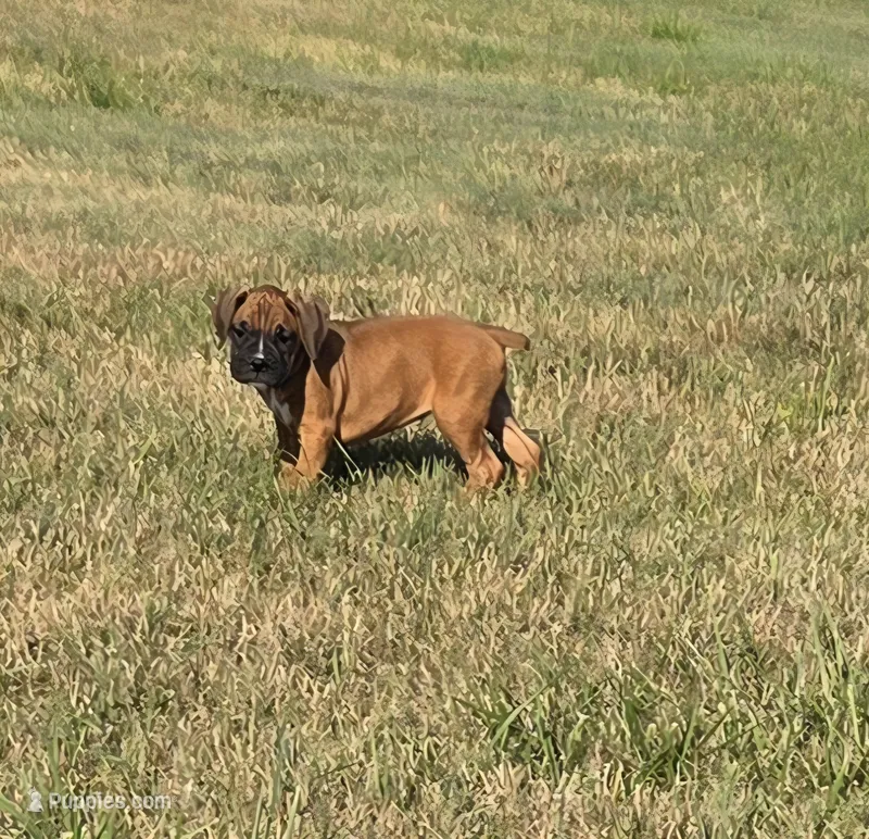 Daisee – Boxer puppy for sale in Whitelaw, WI