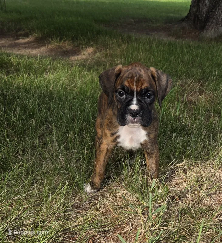 Dalhia – Boxer puppy for sale in Whitelaw, WI
