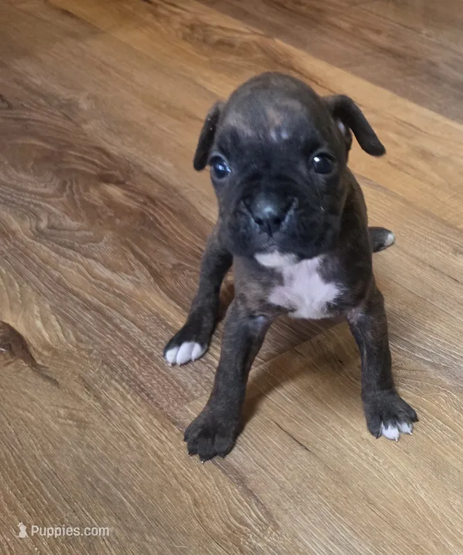Runt – Boxer puppy for sale in Whitelaw, WI