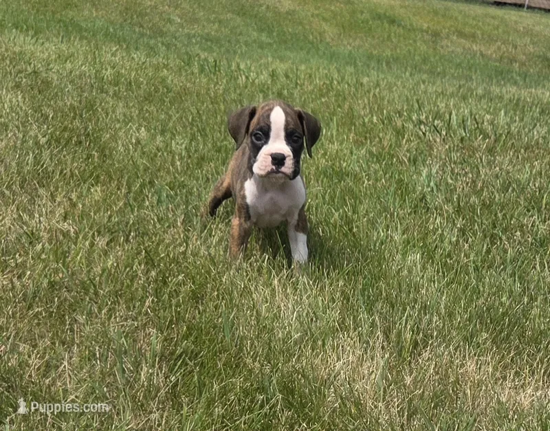 Arlo – Boxer puppy for sale in Whitelaw, WI
