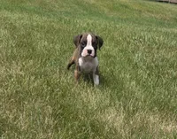 Arlo, a male Boxer for sale in Whitelaw, WI – 1 of 10