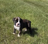 Hobbs, a male Boxer for sale in Whitelaw, WI – 3 of 8