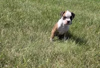 Ace, a male Boxer for sale in Whitelaw, WI – 4 of 4