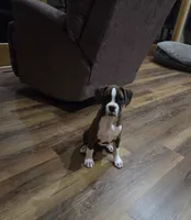 Maliah, a female Boxer for sale in Whitelaw, WI – 6 of 10