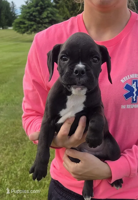 Bently – Boxer puppy for sale in Whitelaw, WI