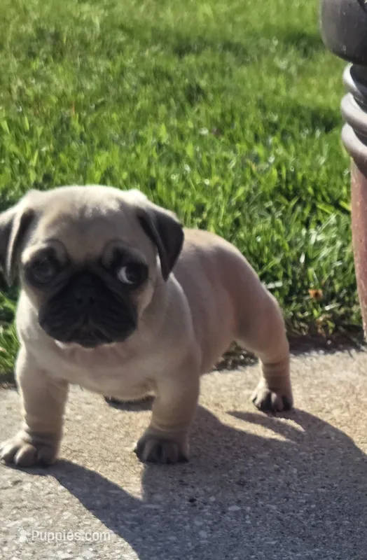 Ace – Pug puppy for sale in Whitelaw, WI