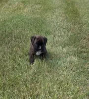 Drew, a male Boxer for sale in Whitelaw, WI – 4 of 4