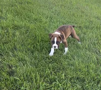 Maliah, a female Boxer for sale in Whitelaw, WI – 5 of 10
