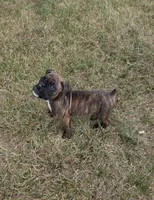 Apollo, a male Boxer for sale in Whitelaw, WI – 5 of 10