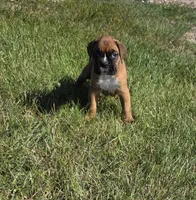 Hala, a female Boxer for sale in Whitelaw, WI – 3 of 9