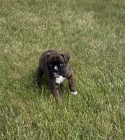 Drakco, a male Boxer for sale in Whitelaw, WI – 3 of 4