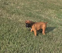 Ava, a female Boxer for sale in Whitelaw, WI – 3 of 8
