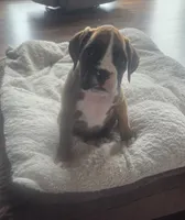 Suzie, a female Boxer for sale in Whitelaw, WI – 4 of 9