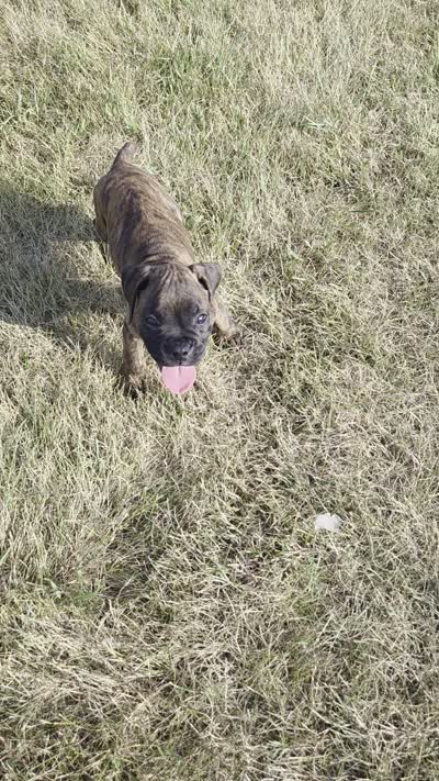 Atkin, a male Boxer for sale in Whitelaw, WI – 8 of 9