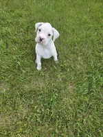 Frosti, a female Boxer for sale in Whitelaw, WI – 4 of 9